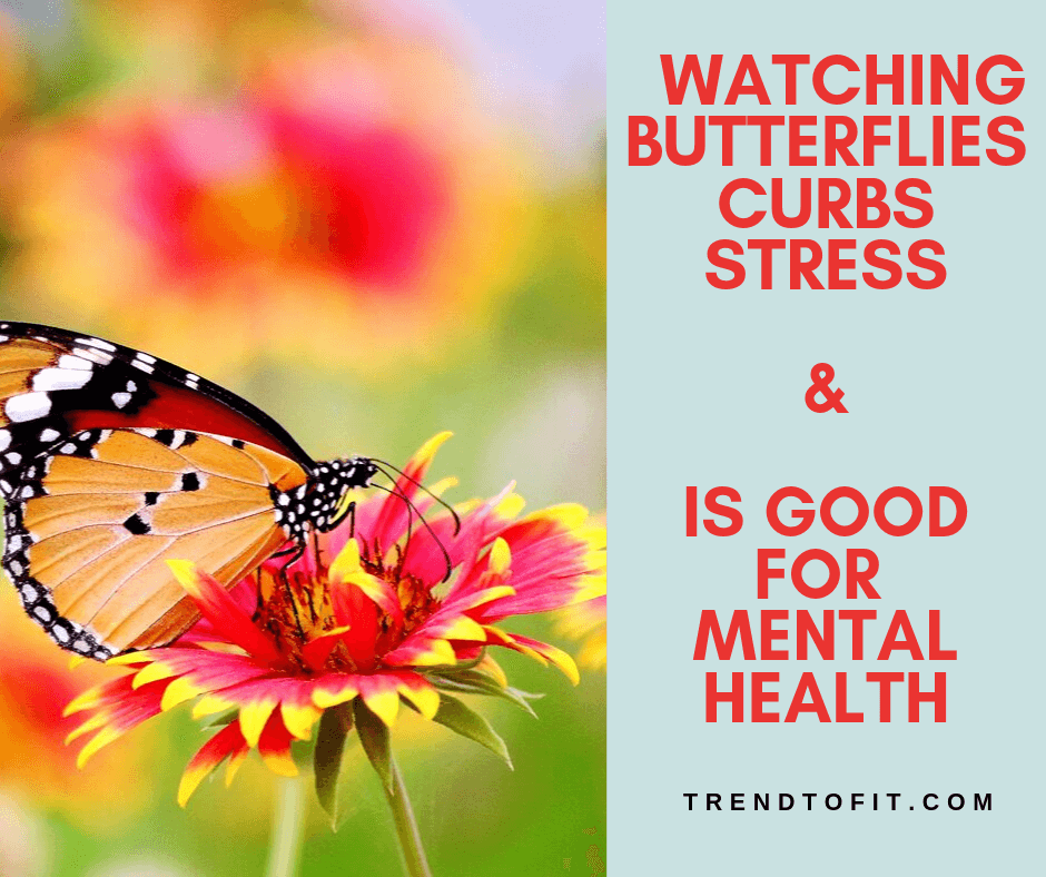 watching butterflies is an effective stress buster activity